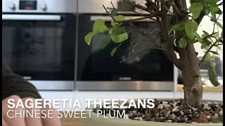Bonsai With Reece Episode 1: Chinese Plum