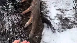 Alaska Moose battle to death scene