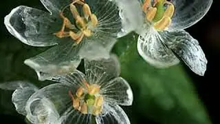 Unseen Flowers
