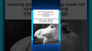 Meet Mike! the HEADLESS chicken! #chicken #mike #headless #funny #didyouknow #viralvideo #fyp