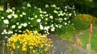 Alice from Whitetail Acres Tree Farm Showing Her Blooming Hydrangeas