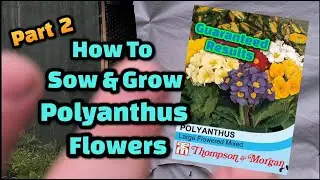 How to grow polyanthus from seed part 2