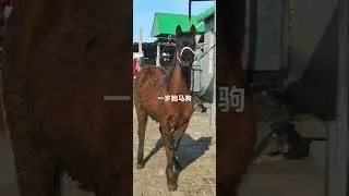 How horse breeding and training work Daily Work