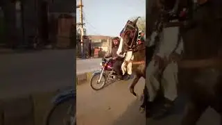 Peshawar New Horse Race Try 2021 Peshawar Horse Race ringroad hayatabad