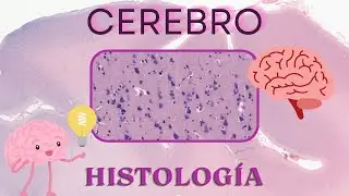 Histología de Cerebro