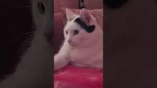 Жизнь -это не роскошь🙀#shortsvideo #мемы #cat  #моикотики #юморстекхмана