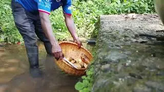 from farm to table. harvesting, washing and cooking fresh yams