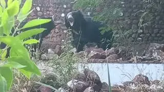 #wildlife Zoo Gadag #shortviral#zoo#wildlife 