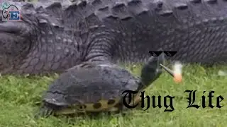 Alligator vs Turtle // Thug Life
