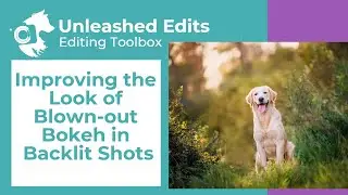 Improving the Look of Blown-out Bokeh in Backlit Shots - Dog Photography Editing