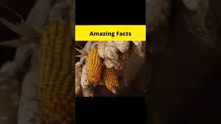 Top 3 Science Facts 😮😮😮 @MRINDIANHACKER  @CrazyXYZ  || #shorts || #FactBeast