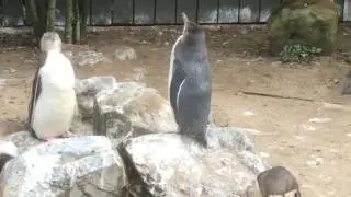 Penguins in Dunedin 2