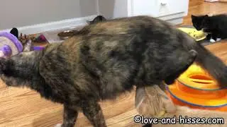 The milk bar is CLOSED