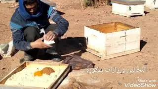 المقادير و طريقة تحضير  بدائل  حبوب اللقاح... للنحل