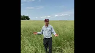 Kernza&reg; Seed Breeding