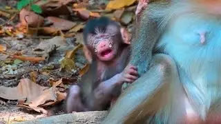 Heartbreaking Moment: Baby Monkey Crying for Milk
