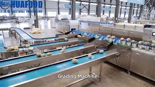 Customizable Hami Melon Grading Machine Achieve 95% Accuracy & Save Labor!
