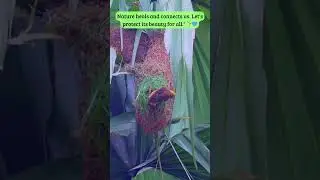 Nature's Ingenious Architects🌿🏗️ 🏡🕊️ #weavers  #birds #nest#nature #birdnest #relaxing  #shorts
