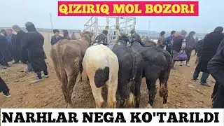 BOQMA VA KICHIK BUQALAR NARHLARI SURXONDARYO QIZIRIQ JAXON MOL BOZORI https://t.me/Musulmonjon94