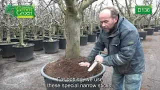 LUITEN GERRIT BOOMKWEKERIJ VOF (D136)