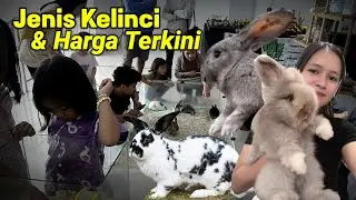 Jenis kelinci hias Dan harganya  terkini #cipo212 #viral #animal