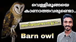 Barn owl | മൂങ്ങകളിലെ സുന്ദരൻ വെള്ളിമൂങ്ങയൊ | Tyto Alba | പത്തായപ്പക്ഷി | കളപ്പുരമൂങ്ങ