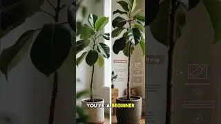 Fast-Growing Indoor Trees to Transform Any Room on a Budget #plantcare #aiart #moringasuperfood