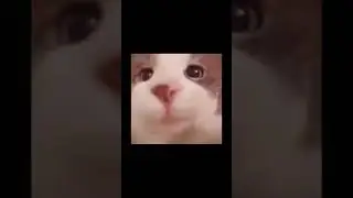 Cat kissing camera