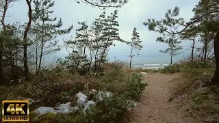 Beach forest evening walk, 1 hour nature relaxation 4k(60fps), (no people)