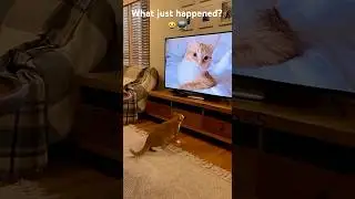 Cat Jumps Into the TV and Breaks It