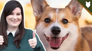 CORGI HISTORY DEEPDIVE