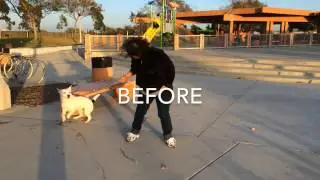 Dog Leash Pulling Training Orange County, Los Angeles, Long Beach & San Diego