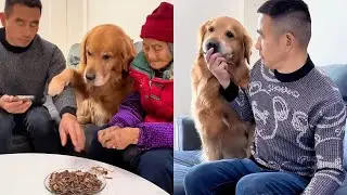 Маомао рассердился на своего дедушку! ❤️#聪明旺豆豆