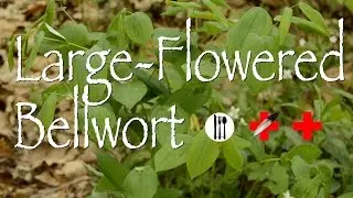 Large Flowered Bellwort: Edible & Medicinal