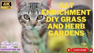 Cat Enrichment DIY Grass and Herb Gardens