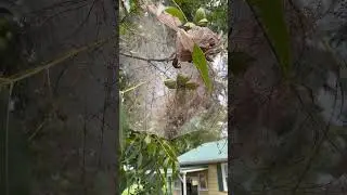 Silk Moth Caterpillar Cocoon in Pecan Tree #metamorphosis