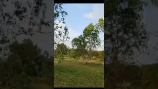 BAT Paper - Flapping wings when flying #shorts #shortsvideo