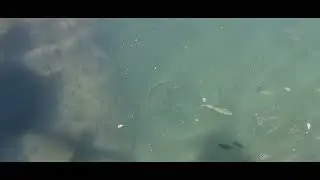 Fishis Journey up close #fish #fishing