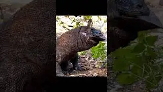 Komodo dragon trying to eat something hard to swallow