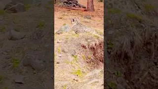 5 Things You Didn't Know About Snow Leopards in Naltar Valley
