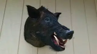 Kauai boar mount. MAR 18, 2019 #boarmounts