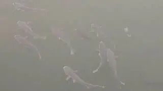 한강의 잉어 Fishes in Han River with Humoresque