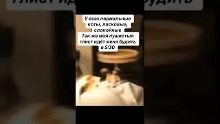 жиза жизненная 