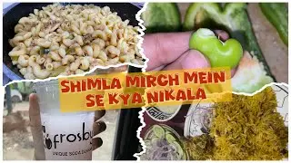 Bacchon ki Farmaish Per Macaroni Banai | Frosby Peene Bahar Gaya | Shimla Mirch Mein Se Kya Nikala
