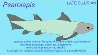 PL1: EARLY FOSSIL BONY FISH ARE TRANSITIONAL FOSSILS