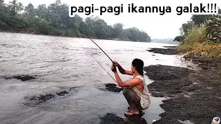 MANCING DI SUNGAI SERAYU STRIKE PAGI IKAN BREK KONDISI AIR LAGI JERNIH