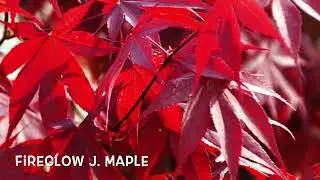 Japanese Maples for Boise, Idaho