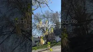 Acer negundo native maple tree to the USA fast growing tough