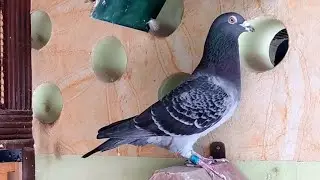 Dreamland Loft Young Racing Pigeon Breed| Stock Piegon| Racing Pigeon 2022| Racer Piegon