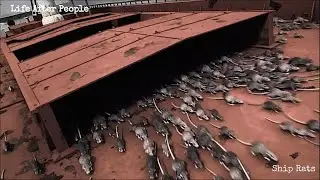 Life After People - Ship Rats